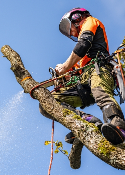 tree-service-placeholder-image-1